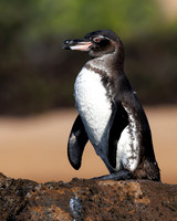 Galapagos Penguin