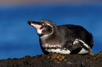 Galapagos Penguin