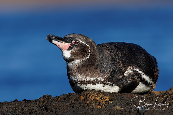 Galapagos Penguin