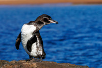 Penguins