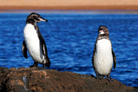 Galápagos Penguins