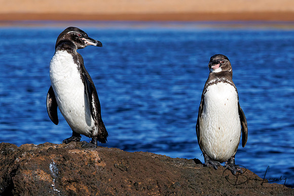 Galápagos Penguins