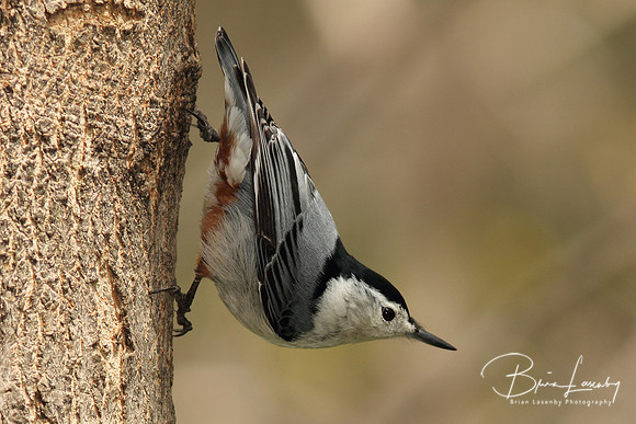 White-breasted Nuthatch