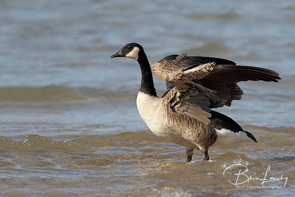Canada Goose Stretching its Wings