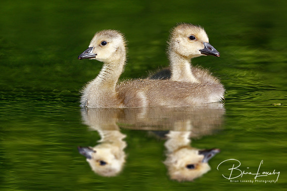 Pair of Canada Geese Goslings