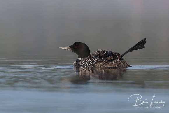 Common Loon Stretching its Leg