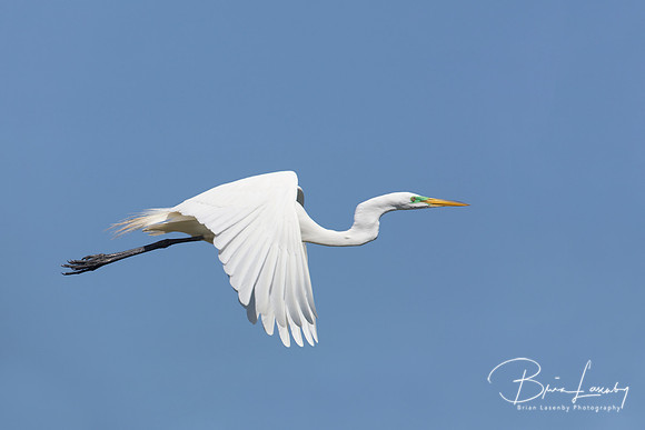 Great Egret in Breeding Plumage Flying Against a Blue Sky