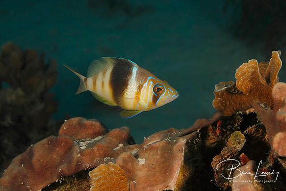 Barred Hamlet Swimming over a Coral Reef