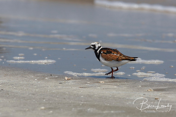 Ruddy Turnstone on a Beach - Bolivar Peninsula, Texas