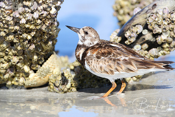 Ruddy Turnstone Foraging for Barnacles