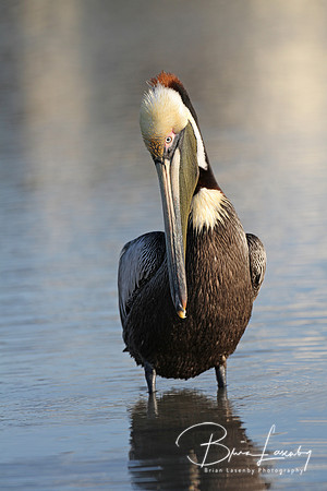 Brown Pelican