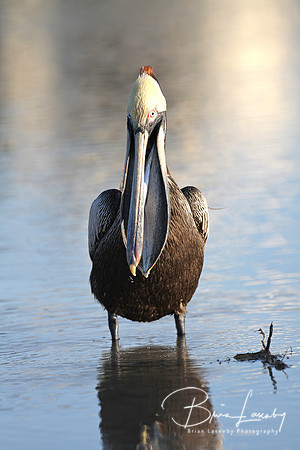 Brown Pelican