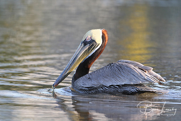 Brown Pelican