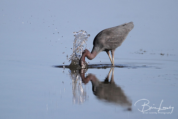 Little Blue Heron Striking at a Fish