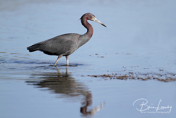 Little Blue Heron