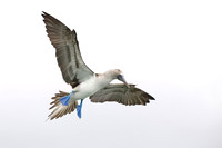 Blue-footed Booby in flight - Santa Cruz Island, Galapagos