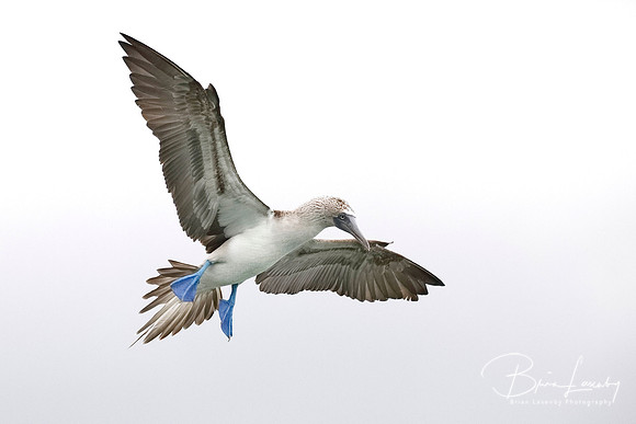Blue-footed Booby in flight - Santa Cruz Island, Galapagos