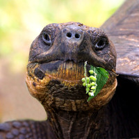 Giant Tortoise - Santa Cruz Island, Galapagos