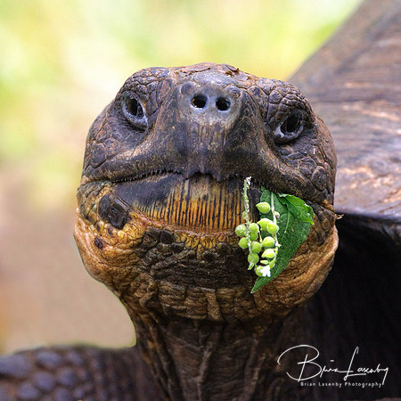 Giant Tortoise - Santa Cruz Island, Galapagos