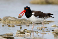 American Oystercatcher catching a clam in a rocky tidal pool