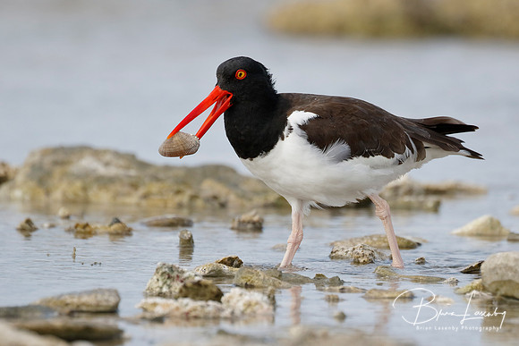 American Oystercatcher catching a clam in a rocky tidal pool