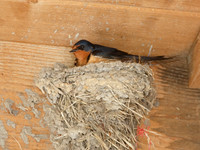 Barn swallow Sitting on Mud Nest