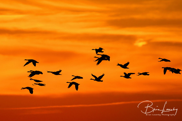 Canada Geese (Branta canadensis) Migrating