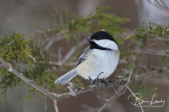 Black-capped Chickadee Perched in a Red Cedar Tree