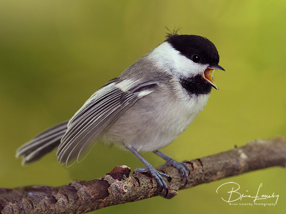 Black-capped Chickadee