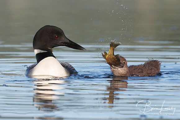 Common Loon chick attempting to swallow a sunfish - Haliburton Highlands, ON, Canada