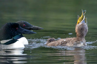 Common Loon chick attempting to swallow a sunfish - Haliburton Highlands, ON, Canada