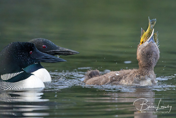Common Loon chick attempting to swallow a sunfish - Haliburton Highlands, ON, Canada