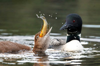 Common Loon chick attempting to swallow a sunfish - Haliburton Highlands, ON, Canada