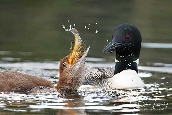 Common Loon chick attempting to swallow a sunfish - Haliburton Highlands, ON, Canada