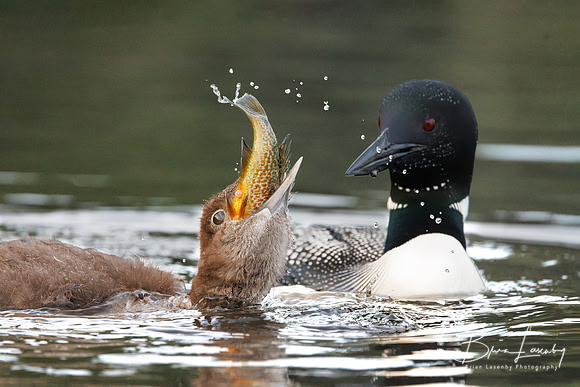 Common Loon chick attempting to swallow a sunfish - Haliburton Highlands, ON, Canada