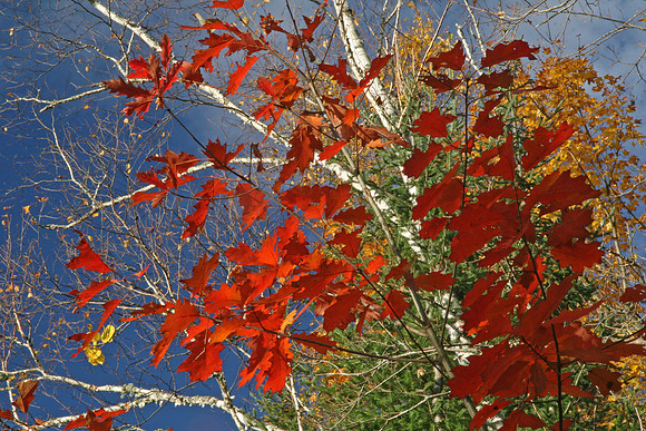 Autumn Leaves Against a Blue Sky