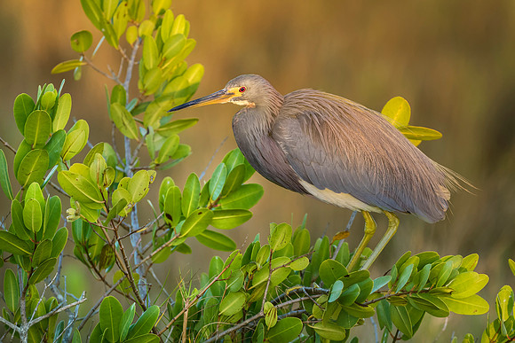 Tricolored Heron in Early Evening Light - Florida