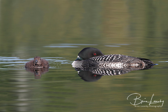 Common Loon (Gavia immer) and Baby - Haliburton, Ontario, Canada