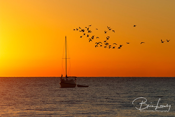 Flock of Seabirds and Sailboat at Sunrise - Florida