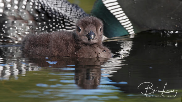 Baby Common Loon (Gavia immer) - Ontario, Canada