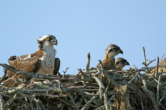Osprey