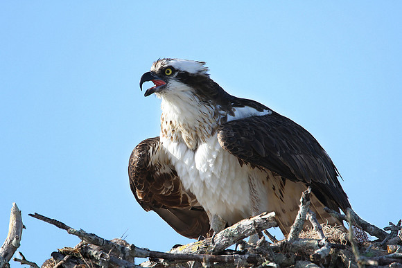 Osprey