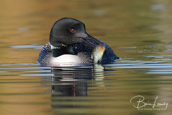 Common Loon (Gavia immer) - Haliburton, Ontario, Canada