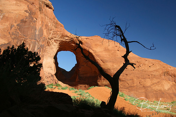 Stock Juniper and Elephants Ear 727