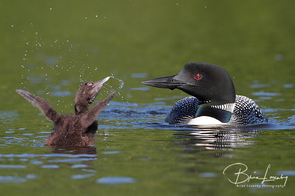 Common Loon (Gavia immer) and Baby - Haliburton, Ontario, Canada