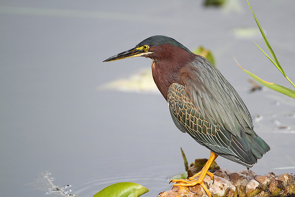 Green Heron