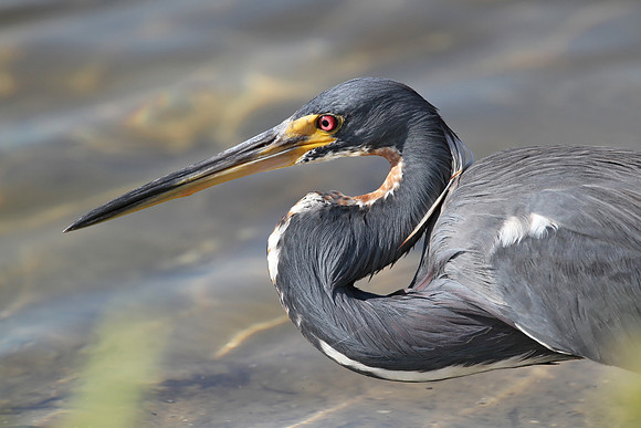 Tricolored Heron