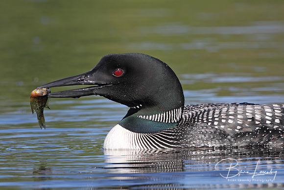 Common Loon (Gavia immer)