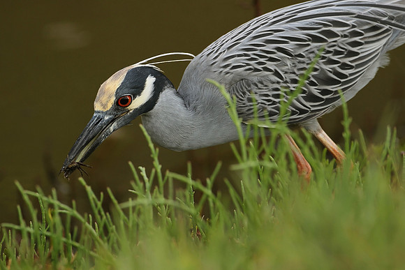 Yellow-crowned Night Heron