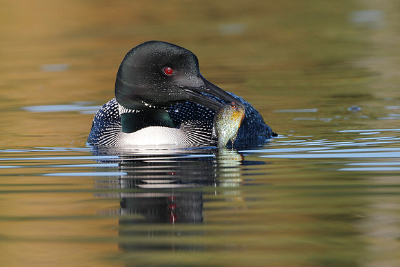 Common Loon (Gavia immer) - Haliburton, Ontario, Canada